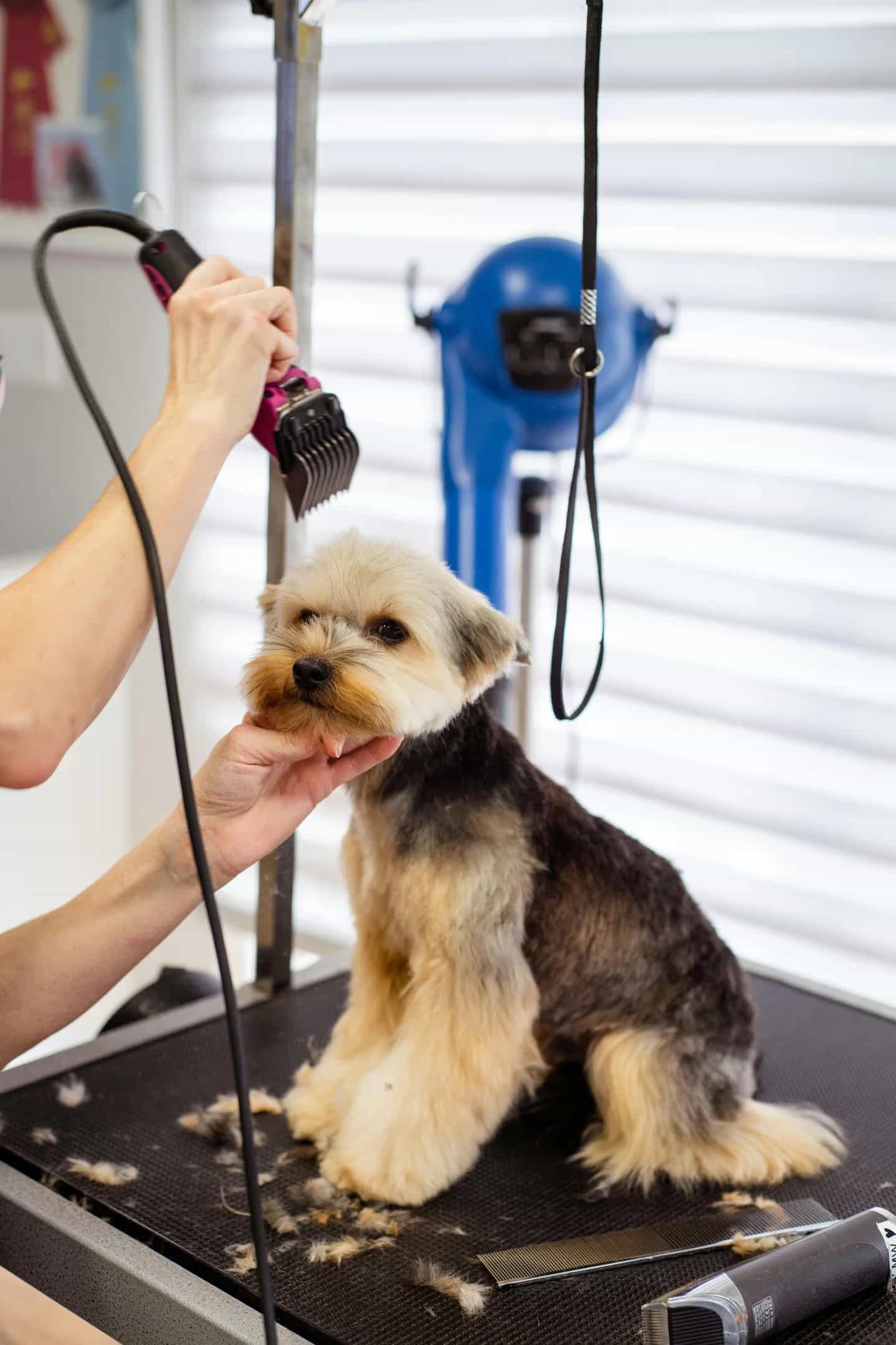 Photo of a dog being groomed
